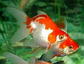 healthy fish