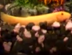 coldwater weather loach
