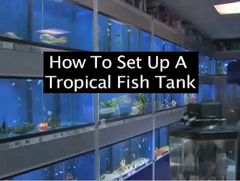 how to setup tropical fish tank